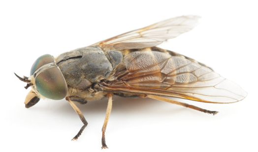 Horse Fly